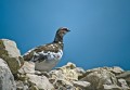 Belka_Ptarmigan_12.jpg