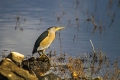 Capljica_Little_bittern_21.jpg