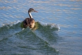 Copasti_ponirek_Great_crested_grebe_08.jpg