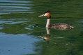 Copasti_ponirek_Great_crested_grebe_Podiceps_cristatus_Ponirek_Podicipedidae_09.jpg