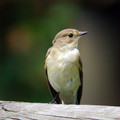 Crnoglavi_muhar_Pied_flycatcher_02.jpg