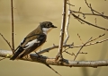 Crnoglavi_muhar_Pied_flycatcher_03.jpg