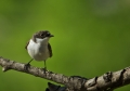 Crnoglavi_muhar_Pied_flycatcher_04.jpg