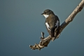 Crnoglavi_muhar_Pied_flycatcher_05.jpg