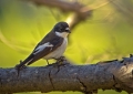 Crnoglavi_muhar_Pied_flycatcher_07.jpg