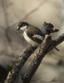 Crnoglavi_muhar_Pied_flycatcher_09.jpg