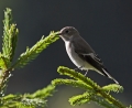Crnoglavi_muhar_Pied_flycatcher_10.jpg