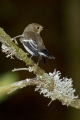 Crnoglavi_muhar_Pied_flycatcher_11.jpg
