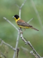 Ime datoteke=Crnoglavi_strnad_Black_headed_bunting_Emberiza_melanocephala_Strnadi_Emberizidae_10.jpg
Velikost datoteke=135KB
Dimenzija=675x900
Datum objave=22.06.2017 Crnoglavi_strnad_Black_headed_bunting_Emberiza_melanocephala_Strnadi_Emberizidae_10.jpg