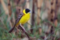 Ime datoteke=Crnoglavi_strnad_Black_headed_bunting_Emberiza_melanocephala_Strnadi_Emberizidae_13.jpg
Velikost datoteke=254KB
Dimenzija=950x633
Datum objave=03.10.2017 Crnoglavi_strnad_Black_headed_bunting_Emberiza_melanocephala_Strnadi_Emberizidae_13.jpg