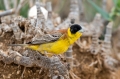 Ime datoteke=Crnoglavi_strnad_Black_headed_bunting_Emberiza_melanocephala_Strnadi_Emberizidae_15.jpg
Velikost datoteke=282KB
Dimenzija=950x633
Datum objave=25.11.2017 Crnoglavi_strnad_Black_headed_bunting_Emberiza_melanocephala_Strnadi_Emberizidae_15.jpg