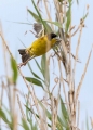 Ime datoteke=Crnoglavi_strnad_Black_headed_bunting_Emberiza_melanocephala_Strnadi_Emberizidae_8.jpg
Velikost datoteke=226KB
Dimenzija=652x900
Datum objave=25.11.2017 Crnoglavi_strnad_Black_headed_bunting_Emberiza_melanocephala_Strnadi_Emberizidae_8.jpg