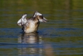 Crnovrati_ponirek_Black_necked_grebePonirki_Podicipedidae_15.jpg