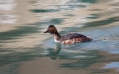 Crnovrati_ponirek_Black_necked_grebePonirki_Podicipedidae_23.jpg