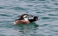 Crnovrati_ponirek_Black_necked_grebePonirki_Podicipedidae_40.jpg