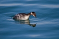 Crnovrati_ponirek_Black_necked_grebe_08.jpg