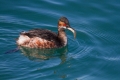 Crnovrati_ponirek_Black_necked_grebe_11.jpg