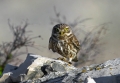 Cuk_Little_owl_Athene_noctura_Sove_Strigidae_05.jpg