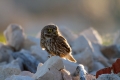 Cuk_Little_owl_Athene_noctura_Sove_Strigidae_06.jpg
