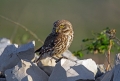 Cuk_Little_owl_Athene_noctura_Sove_Strigidae_07.jpg