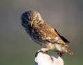 Cuk_Little_owl_Athene_noctura_Sove_Strigidae_08.jpg