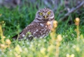 Cuk_Little_owl_Athene_noctura_Sove_Strigidae_09.jpg