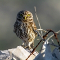 Cuk_Little_owl_Athene_noctura_Sove_Strigidae_11.jpg