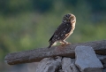 Cuk_Little_owl_Athene_noctura_Sove_Strigidae_12.jpg