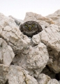 Cuk_Little_owl_Athene_noctura_Sove_Strigidae_13.jpg