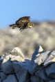 Cuk_Little_owl_Athene_noctura_Sove_Strigidae_15.jpg