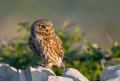 Cuk_Little_owl_Athene_noctura_Sove_Strigidae_16.jpg