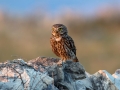 Cuk_Little_owl_Athene_noctura_Sove_Strigidae_18.jpg