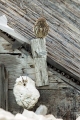 Cuk_Little_owl_Athene_noctura_Sove_Strigidae_19.jpg