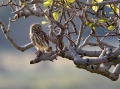 Cuk_Little_owl_Athene_noctura_Sove_Strigidae_20.jpg