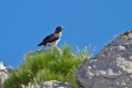 Kacar_short_toed_Eagle_Circaetus_gallicus_Orli_Aciiipitridae_08.jpg