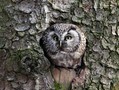 Koconogi_cuk_Tengmalms_owl_Aegolius_funereus_03.jpg