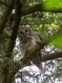 Kozaca_Ural_owl_12.jpg