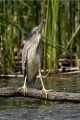 Kvakac_Night_heron_016.jpg