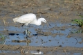 Mala_bela_caplja_Egretta_garzetta_37.jpg