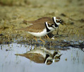 Ime datoteke=Mali-dezevnik_Little_ringed_plover_Charadrius_dudius_Dezevniki_Charadriidae_04.jpg
Velikost datoteke=138KB
Dimenzija=800x686
Datum objave=25.03.2009 Mali-dezevnik_Little_ringed_plover_Charadrius_dudius_Dezevniki_Charadriidae_04.jpg