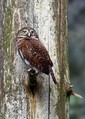 Mali_skovik_Pygmy_Owl_Glaucidium_passerinum_Sove_Strigidae_01.jpg