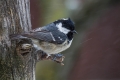 Meniscek_Coal_tit_15.jpg