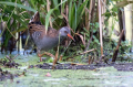 Mokoz_Water_rail_39.jpg