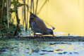 Mokoz_Water_rail_40.jpg