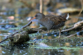 Mokoz_Water_rail_42.jpg