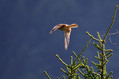 Navadna_postovka_Common_kestrel_08.jpg