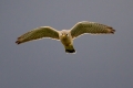 Navadna_postovka_Common_kestrel_15.jpg