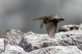 Planinska_pevka_Alpine_accentor_11.jpg
