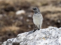 Planinski_vrabec_Snowfinch_13.jpg