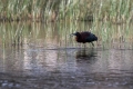 Plevica_Glossy_ibis_Plegadis_falcinellus_Ibisi_Threkionithidae_02.jpg